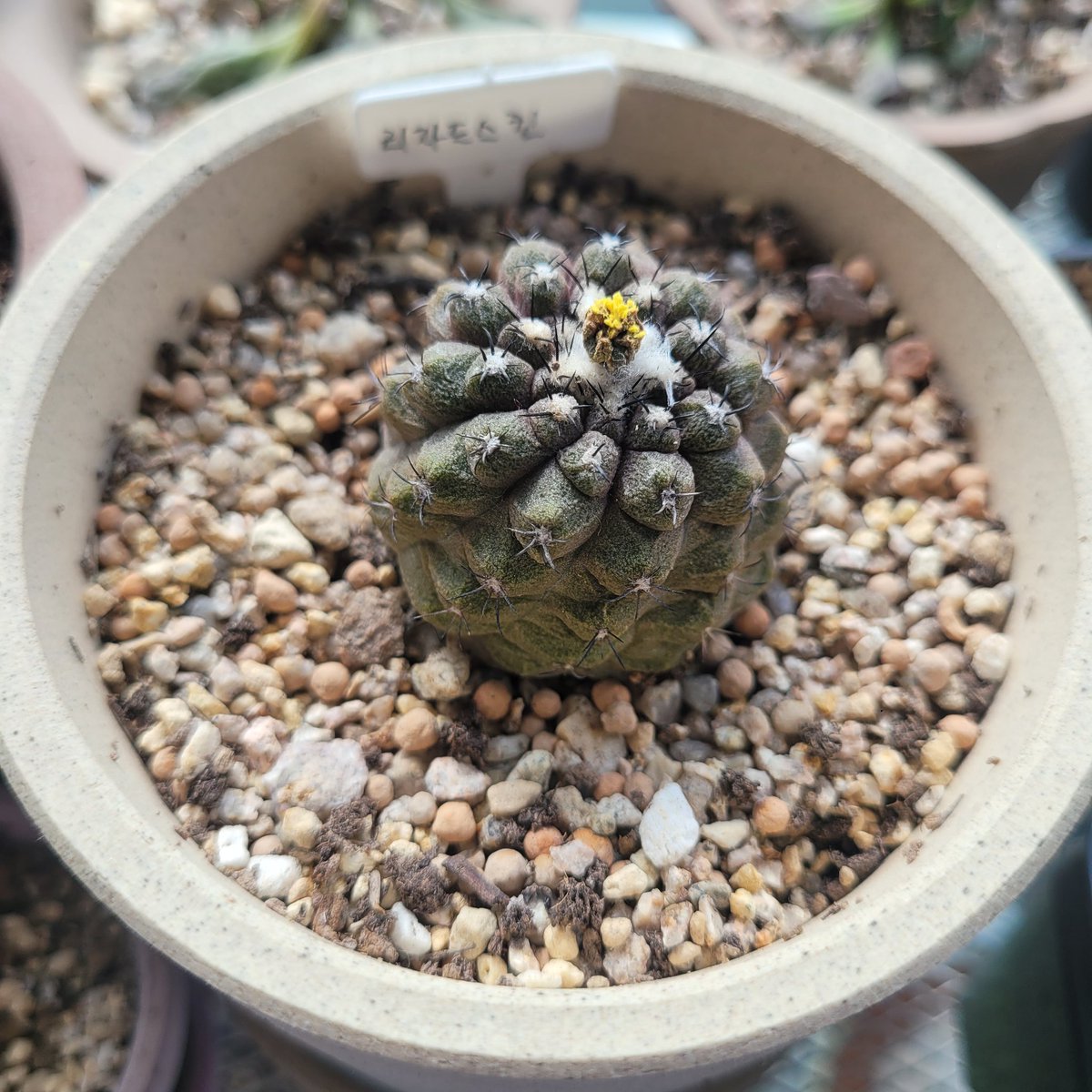 chalchal🌵 tweet media