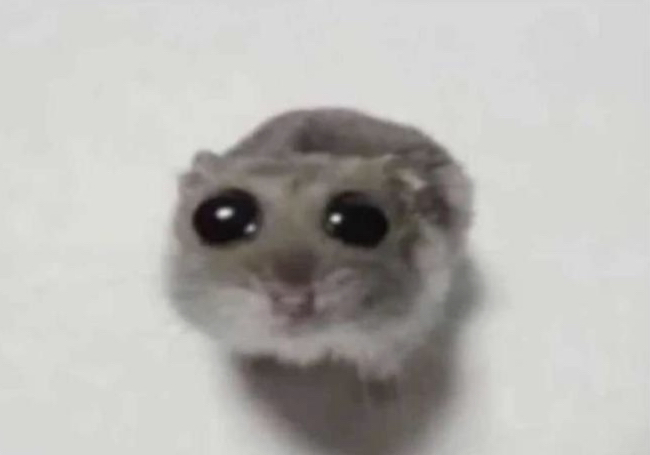 goodnight 🦎🦜💚 tweet media