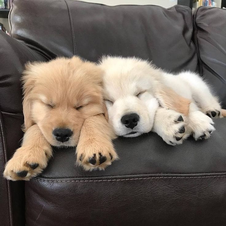 puppiesDoglover's tweet photo. So adorable https://t.co/o6G6gj5agz