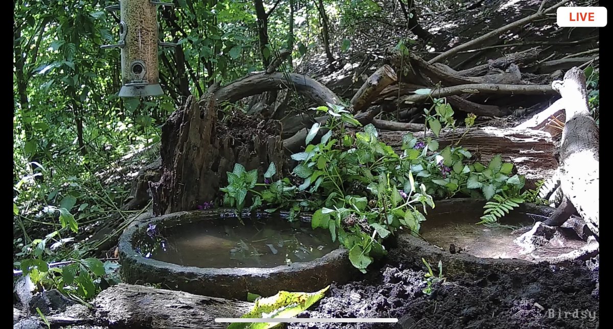 I have given the #YewView waterhole a makeover. The seed feeding area was not working. We now have 2 pools and a hanging feeder…. Wait until the badgers find that! 😱🦡🦡😂