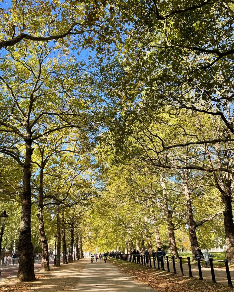In 45 days, you'll be running through spectacular tree-lined paths in @theroyalparks. There's a reason why we think we're one of the most beautiful half-marathons in the world 🧡 #RoyalParksHalf