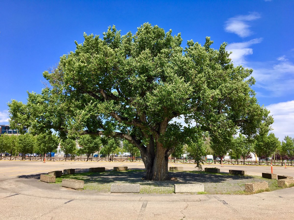 ostap_yyc's tweet photo. Urban trees have a lot of aesthetic, public health, and biodiversity benefits. They also act as carbon sinks by absorbing the carbon dioxide that comes from our buildings and cars. But how much CO2 do our homes and cars emit, and how much does a tree absorb? #yycplan #yyccc https://t.co/j6a9w62Vkg
