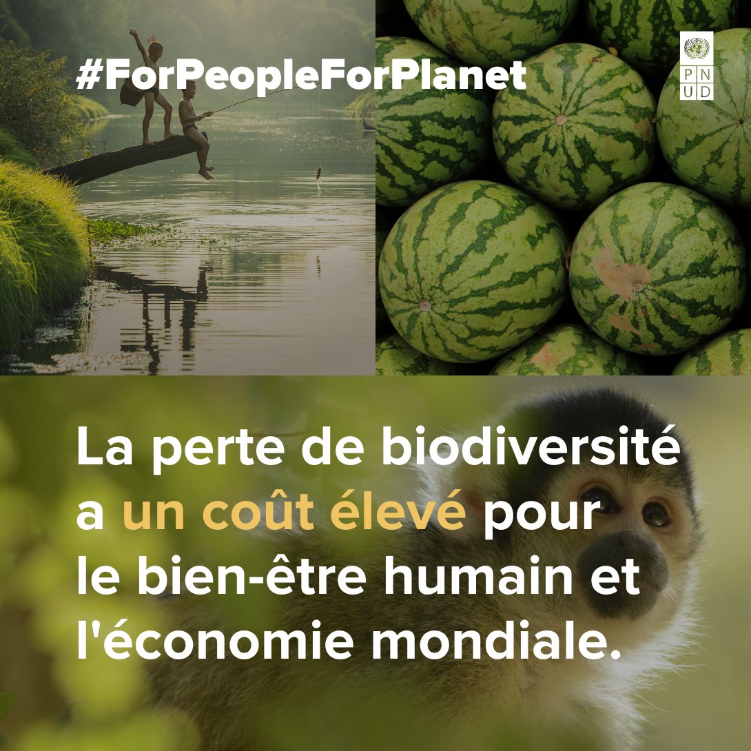 La perte de la biodiversité a des conséquences désastreuses. Elle met en péril les approvisionnements en biens essentiels. Elle contraint les populations à migrer. #GEFassembly2023