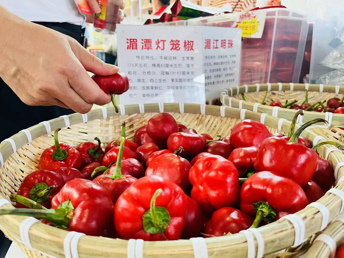 InZunyi's tweet image. 🌶️The 8th Guizhou-Zunyi International #Chili #Expo is being held in #Zunyi, #Guizhou province, on Aug 24 and 25. From chili products to spicy delicacies, let's ignite our taste buds and embrace the heat of the chili industry! #GuizhouUpdates