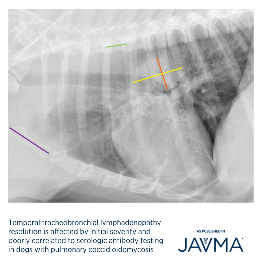 AVMAJAVMA's tweet image. Antibody serologic test results were not clinically useful to predict tracheobronchial lymphadenopathy presence or severity in dogs with pulmonary #coccidioidomycosis: jav.ma/tbl87 @ACVIM @TheACVR @OSUVetCollege @MidwesternUniv @pucvm #coccidioides