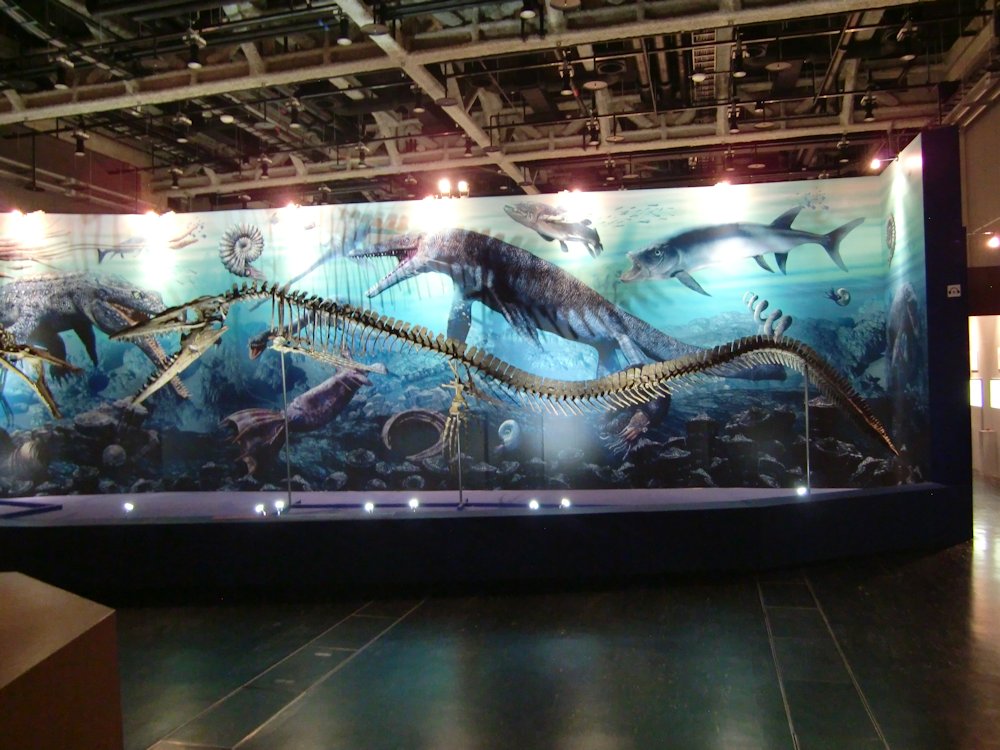 kta92751434's tweet photo. 今まで行った展覧会で一番ゆったりしっかり見る事ができた「恐竜･化石研究所」
なんつっても、平日かつ台風の中行ったからねwww
#Terminonaris
#Tylosaurus
#Rhacolepis
#Coprolite https://t.co/ZGHSSCDRnL