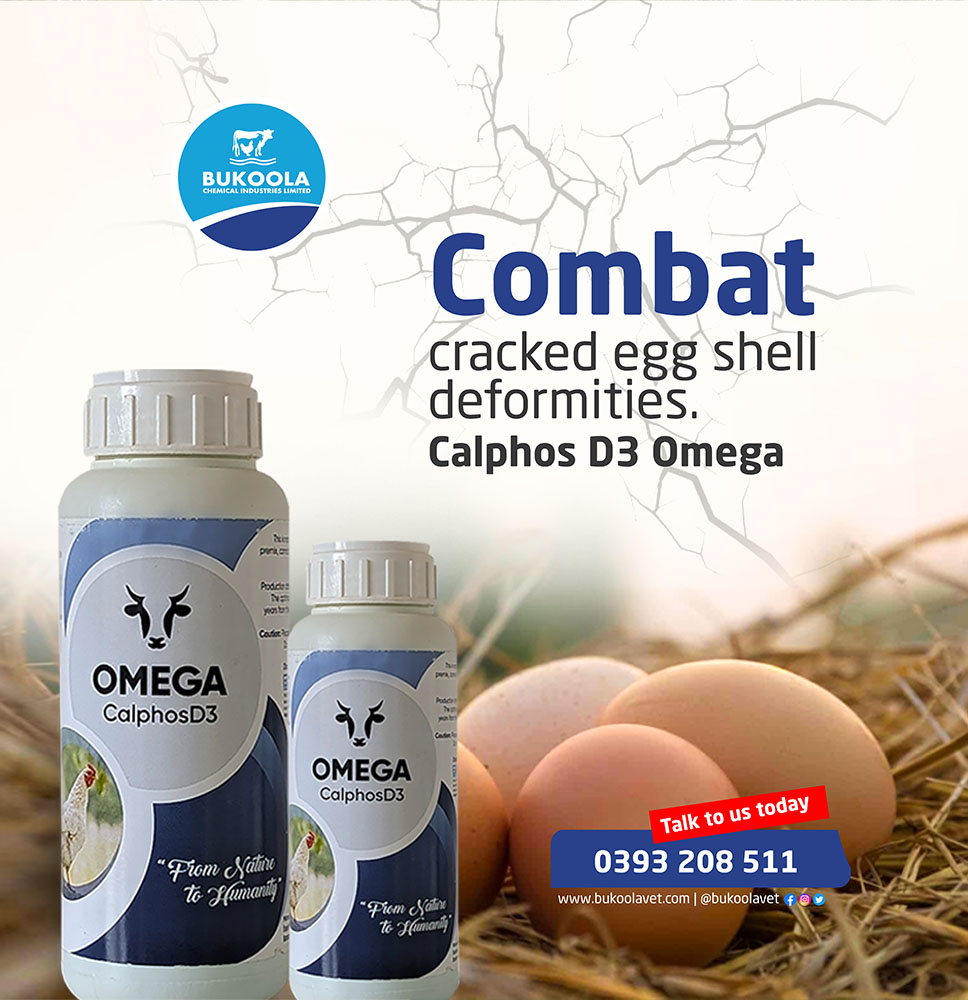 Bukoolavet's tweet photo. Cracked egg deformities?
There's a solution for that at our pharmacy. Calphos D3 is a natural way to improve egg shell quality. If you have any concerns or inquiries, get in touch with us on 0393 208 511 or visit our pharmacy.
#bukoolavet #vetpharmacy #OmegaCalphosD3 #eggproblems https://t.co/eLdPd4SFdw