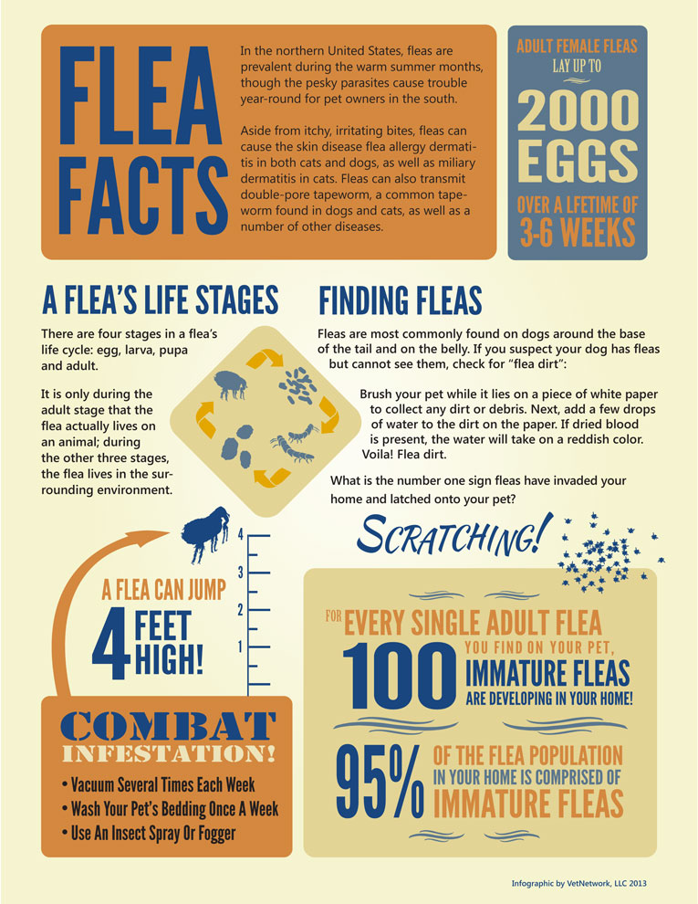 Fleas are the most common external parasite to plague companion animals. Fleas can live for as few as 13 days or as long as 12 months—and during that time, can produce millions of offspring.

#MVC #DrJones #DrBernardo #aahaaccredited #AAHAHealthyPet #fleas #pets #fleaprevention