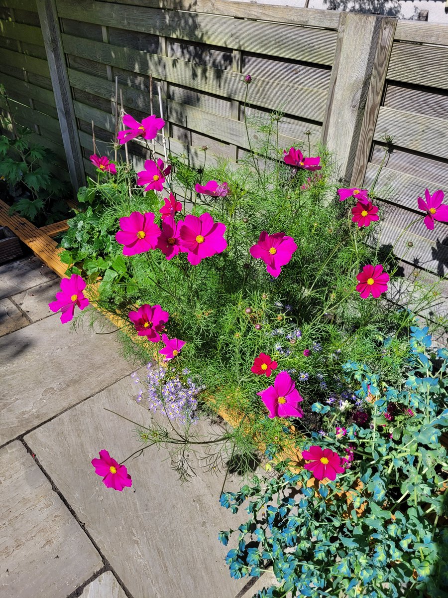 SeedsStats's tweet image. #cosmos still shouting for attention