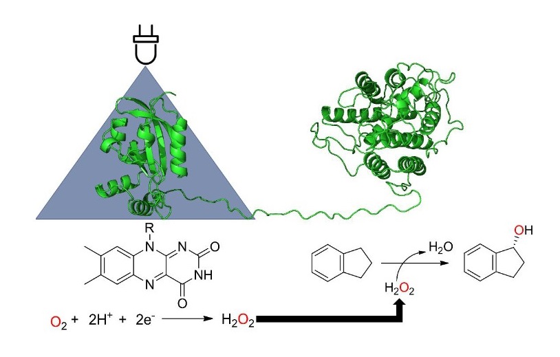 Truly enlightening biocatalytic process, UPOs at their best: Light‐Controlled Biocatalysis by Unspecific Peroxygenases with Genetically Encoded Photosensitizers @Weissenborn_Lab @ChemistryKoenig - @angew - onlinelibrary.wiley.com/doi/abs/10.100…