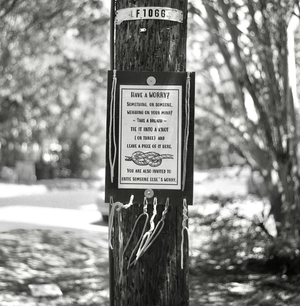 TriXFilm's tweet photo. Have a worry? • Austin, Texas, USA

Rolleiflex 2.8 D • Kodak Tri-X 400 • 2023

#FilmPhotography #Kodak #TriX #Film #Camera #120film #MediumFormat #Rolleiflex #BWfilm #Photography #ATX #TX #Austin #Texas #Outdoors #Monochrome #Worry #Knots #Sign #StressFreeLivingPlease https://t.co/gecjRh8F9v