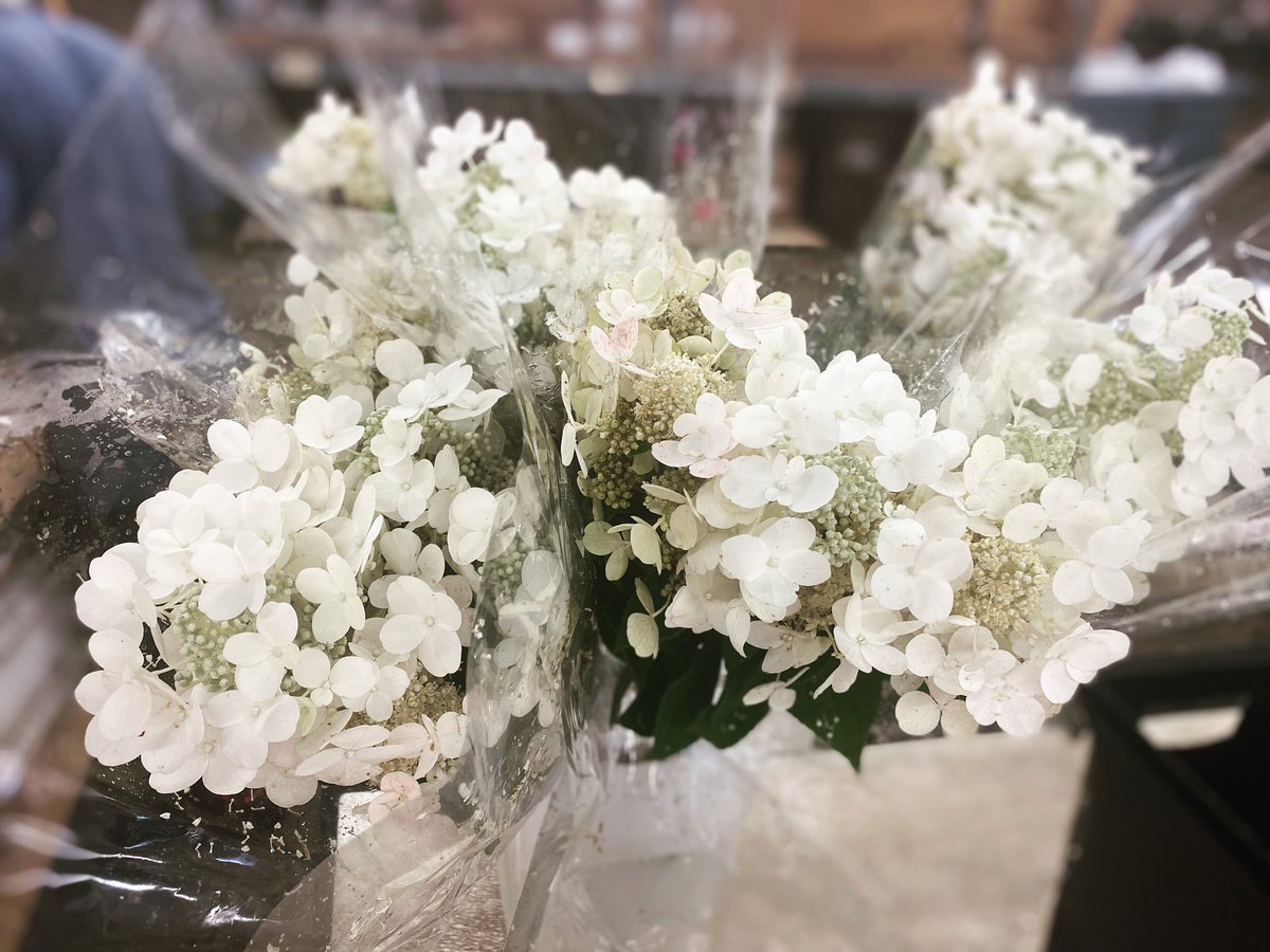 sofloco's tweet image. PG @sofloco