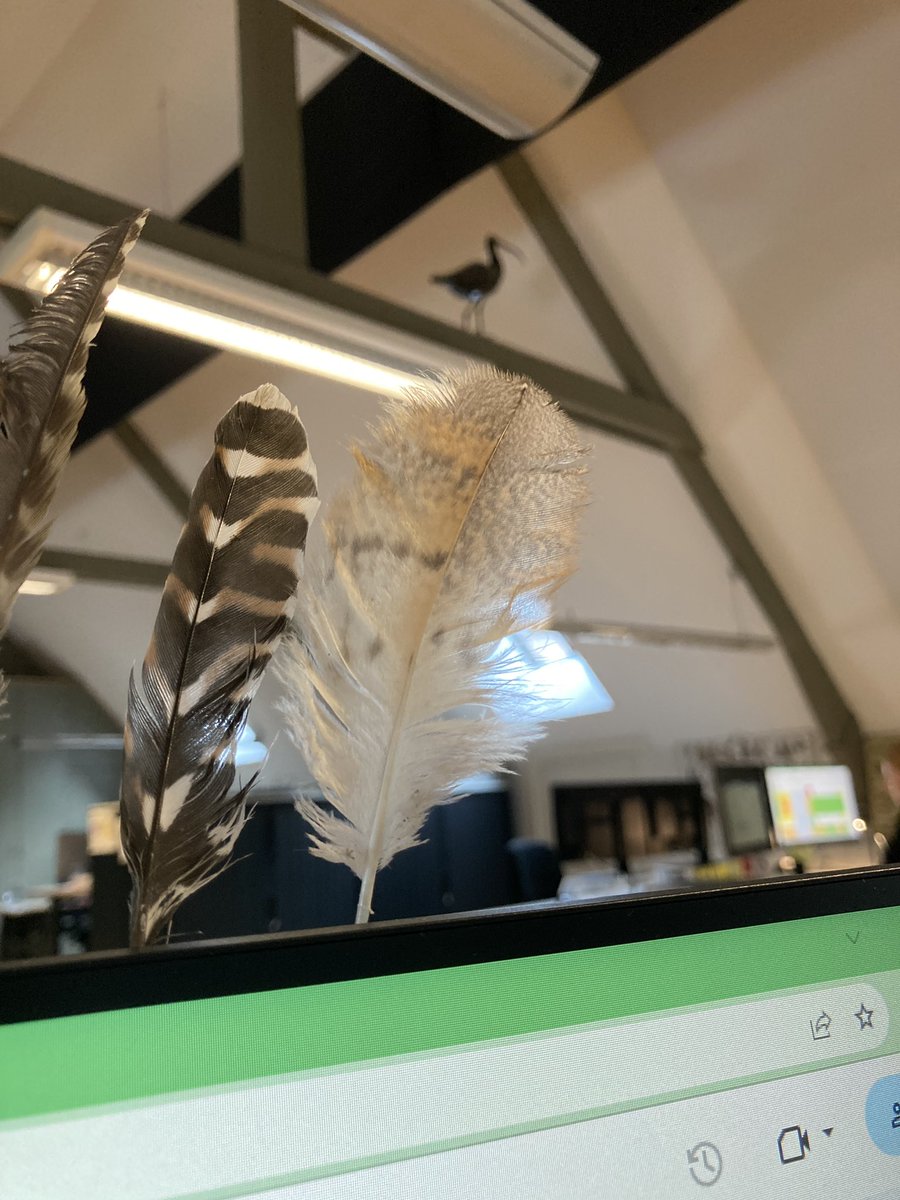 De kantooruilen zijn in de rui, we vinden nu hun veren onder de kapschuur. Ter versiering mag er eentje bij mijn kleine verzameling. 😊