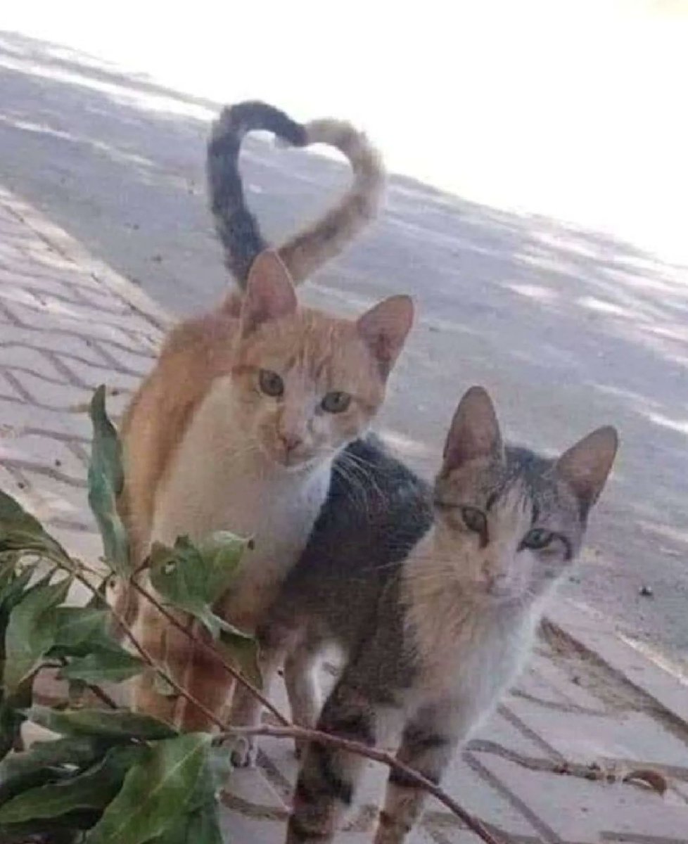 ShouldHaveCat's tweet photo. https://t.co/edtU8nMgYj