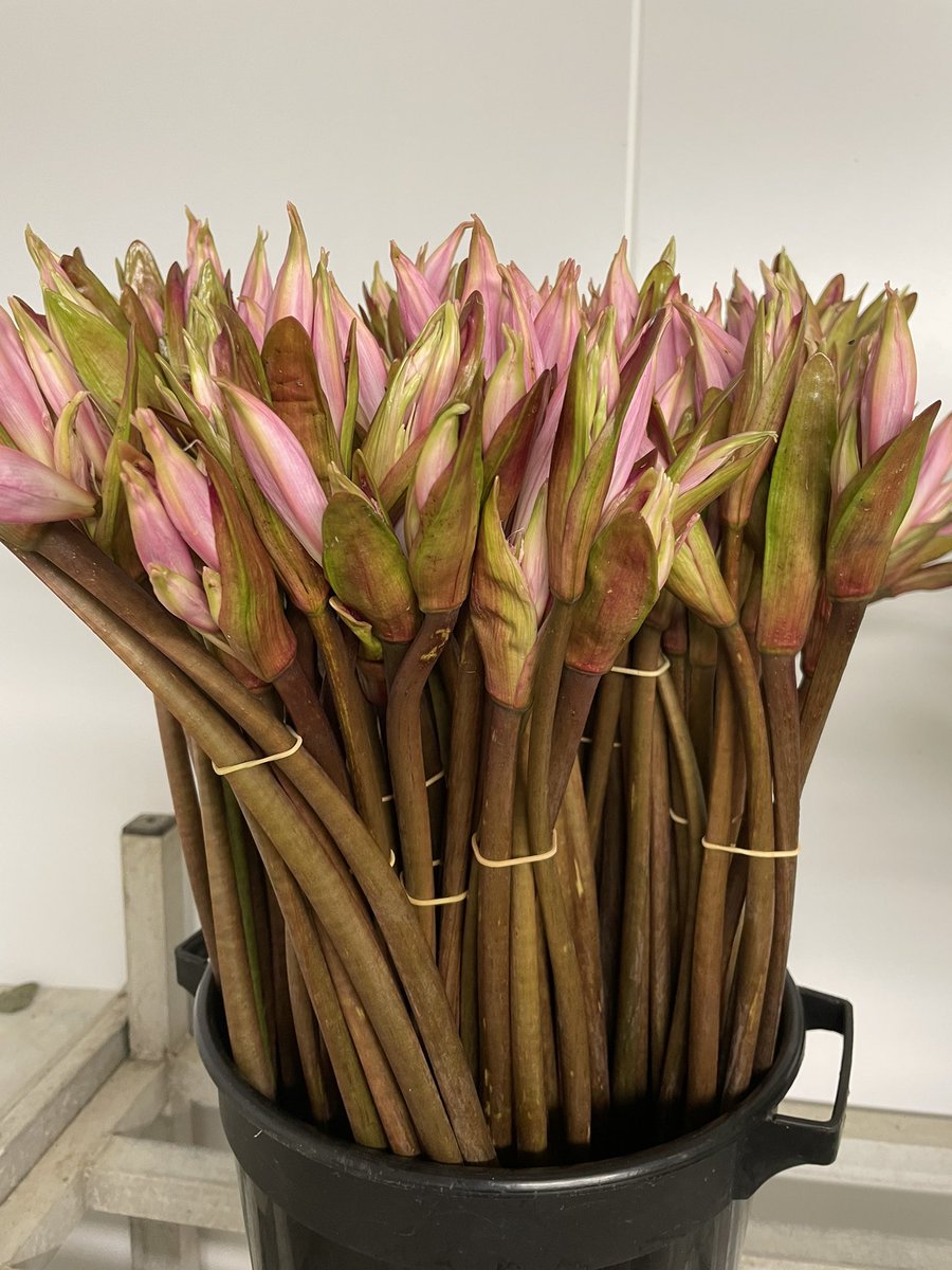 Cornish grown Belladonna lilies now in season #belladonna #britishflowers #flowersbyclowance