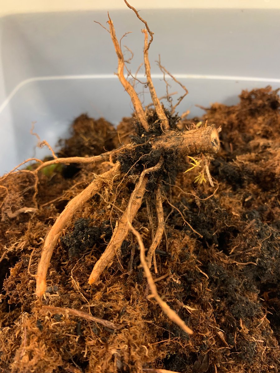 Caitlyn Lyons tweet media