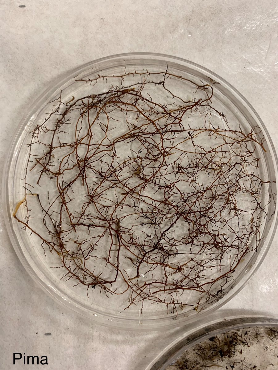 Caitlyn Lyons tweet media