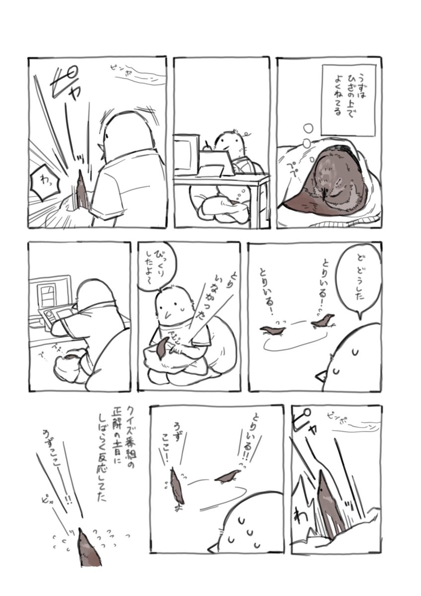 ヒメウズラのうずちゃん3  クイズ番組の- ̗̀📢の話です。かわいいです。  #ヒメウズラ #うずちゃん #鳥漫画