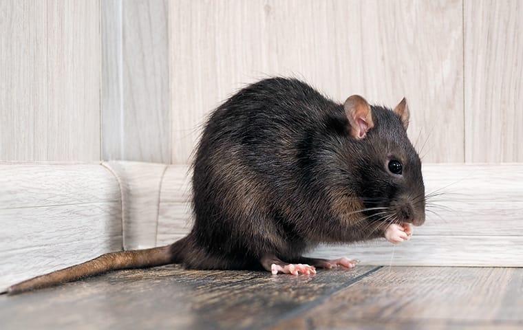 pestexperts_zw's tweet photo. Pest Of the Week - Black Rat!

These critters are a common sight in the city, and they're infamous for their ability to spread diseases, contaminate food, and cause structural damage to buildings. Plus, they're just kinda creepy! 😬

#rats #pestoftheweek #pestcontrol #pestexperts https://t.co/lh1c8LMBAy