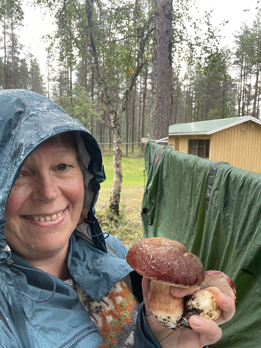 Syksyn hyvä ja huono puoli samassa kuvassa: retkeilyvälineet aina märkänä, mutta saa sieniruokia. Pros and cons of the fall in the same pic: Camping gear never dries, but there are mushrooms for dinner. #herkkutatti #teltta #sade #syksy #retkeily #porcino #tent #hiking #rain