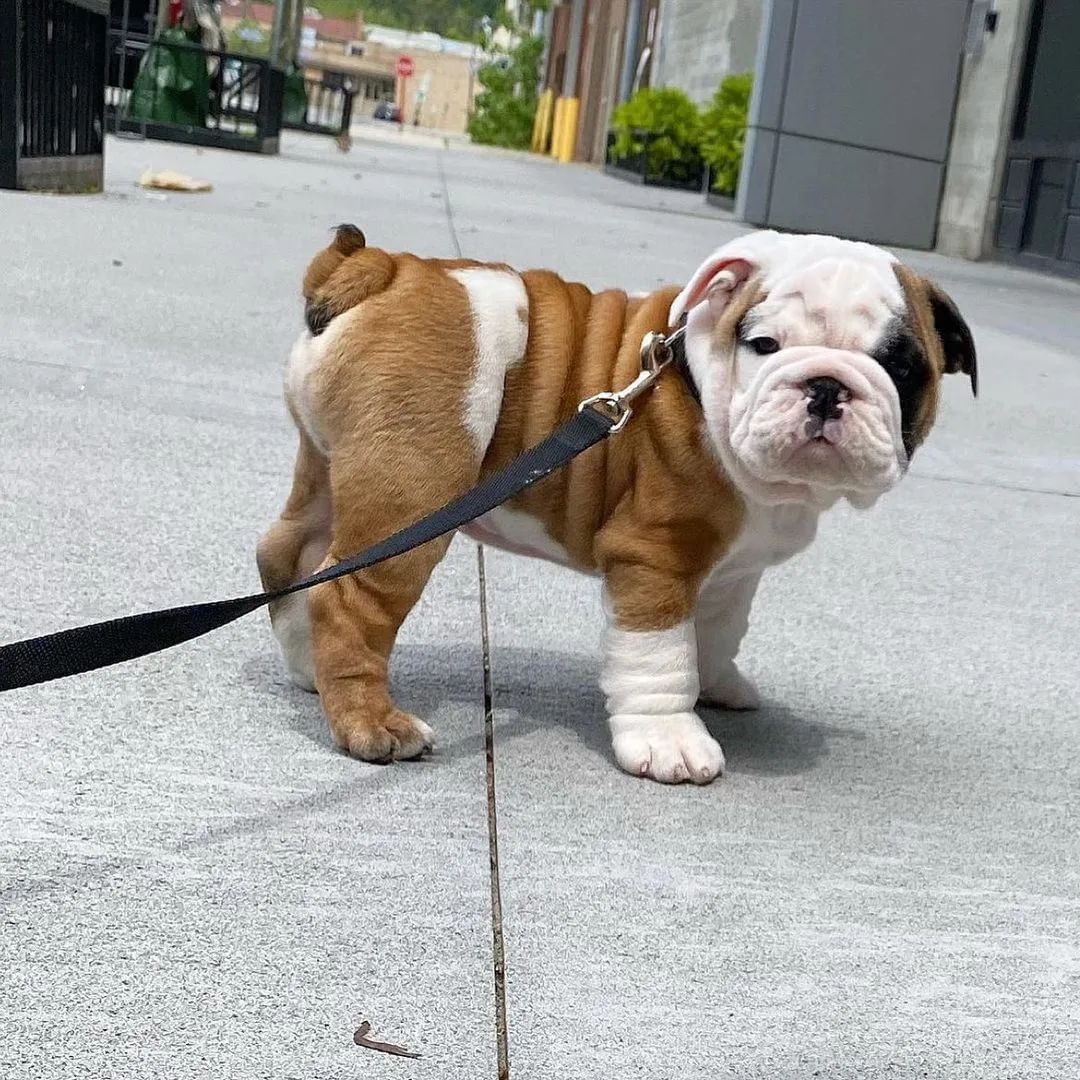 Rate this cuteness? 10-100💛🥰 #Englishbulldog #dogs #Bulldogs #dogsoftwitter #Puppies