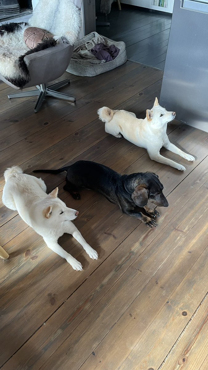 SwedishBoff's tweet photo. @Stickballruss this is our wiener https://t.co/saz9PWL2H4