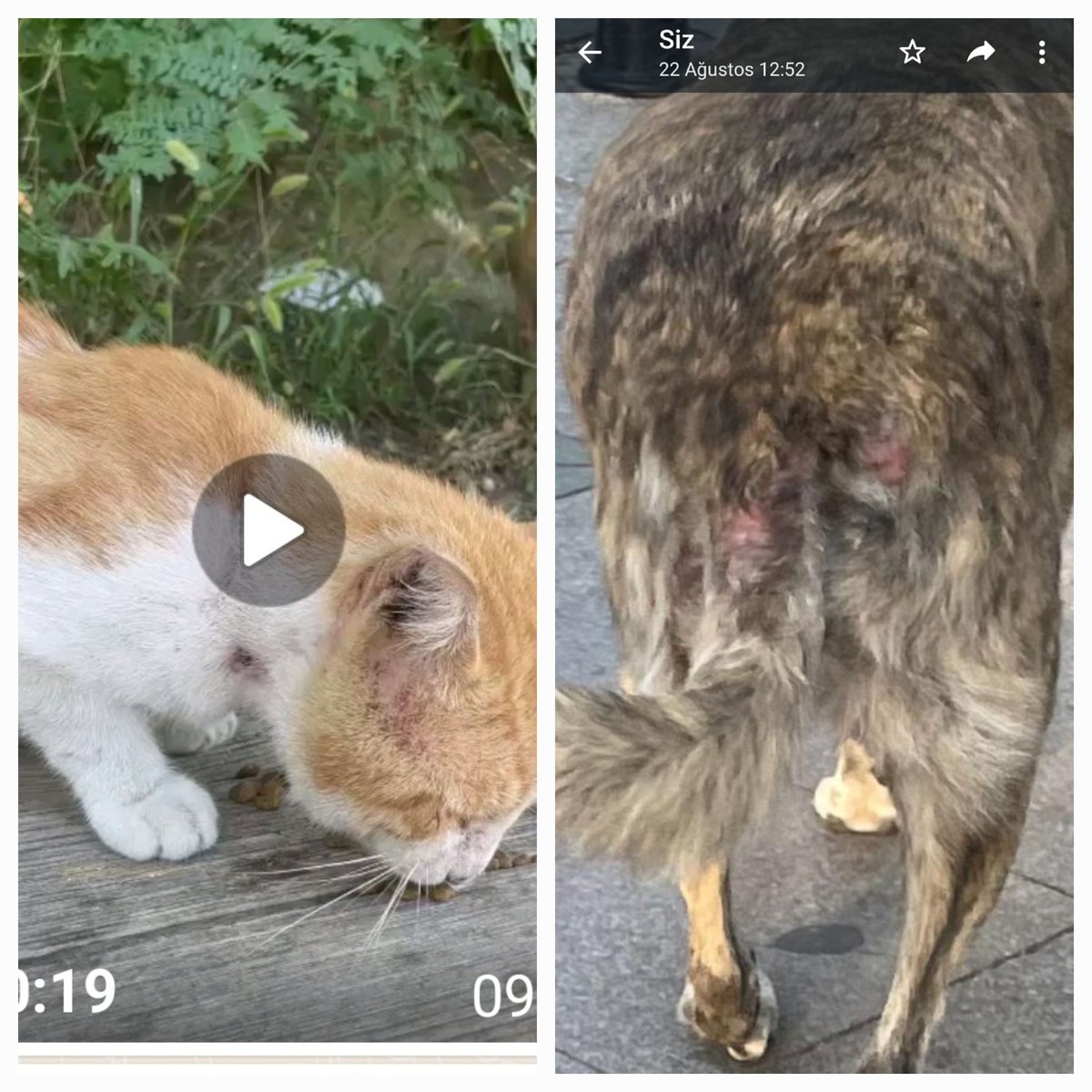 Şişli Belediyesine kayıt oluşturarak teşvikiye kedi ve  köpeklerin parazit &amp; pire Bakımlarını yapmak için ekip bekliyoruz. GELMİYORLAR.  Hepsi yara bere içerisinde !@muammerkeskin75 <a href="/SisliKaymakam/">Şişli Kaymakamlığı</a> <a href="/sislibelediyesi/">Şişli Belediyesi</a> <a href="/isttarimorman/">İstanbul İl Tarım ve Orman Müdürlüğü</a> 
<a href="/TC_icisleri/">T.C. İçişleri Bakanlığı</a> 
<a href="/tesvikiyemuhtar/">Teşvikiye Muhtarlığı</a> 
<a href="/ahmetaliyagci/">AHMET ALi YAĞCI</a>