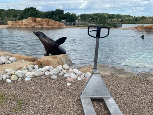 To transport supplies efficiently @yorkshirewp, we have gifted a BT Lifter stainless steel hand pallet truck.

The truck's longevity will support the sea lions in having everything they need for a happy and healthy life!

View our hand pallet trucks here: hubs.la/Q01_Z5PN0