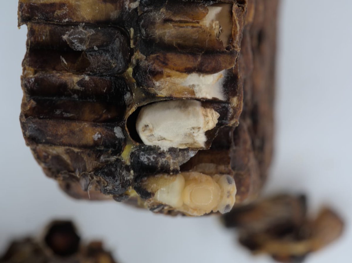 kbc_up's tweet photo. Our PhD student Eliška Pinďáková is currently working at Aarhus University in Denmark. Together with Dr. Per Kryger she is focusing on Ascosphaera apis and Chalkbrood disease. Her stay was supported by #nadacnifondUP https://t.co/oyormVp0V0