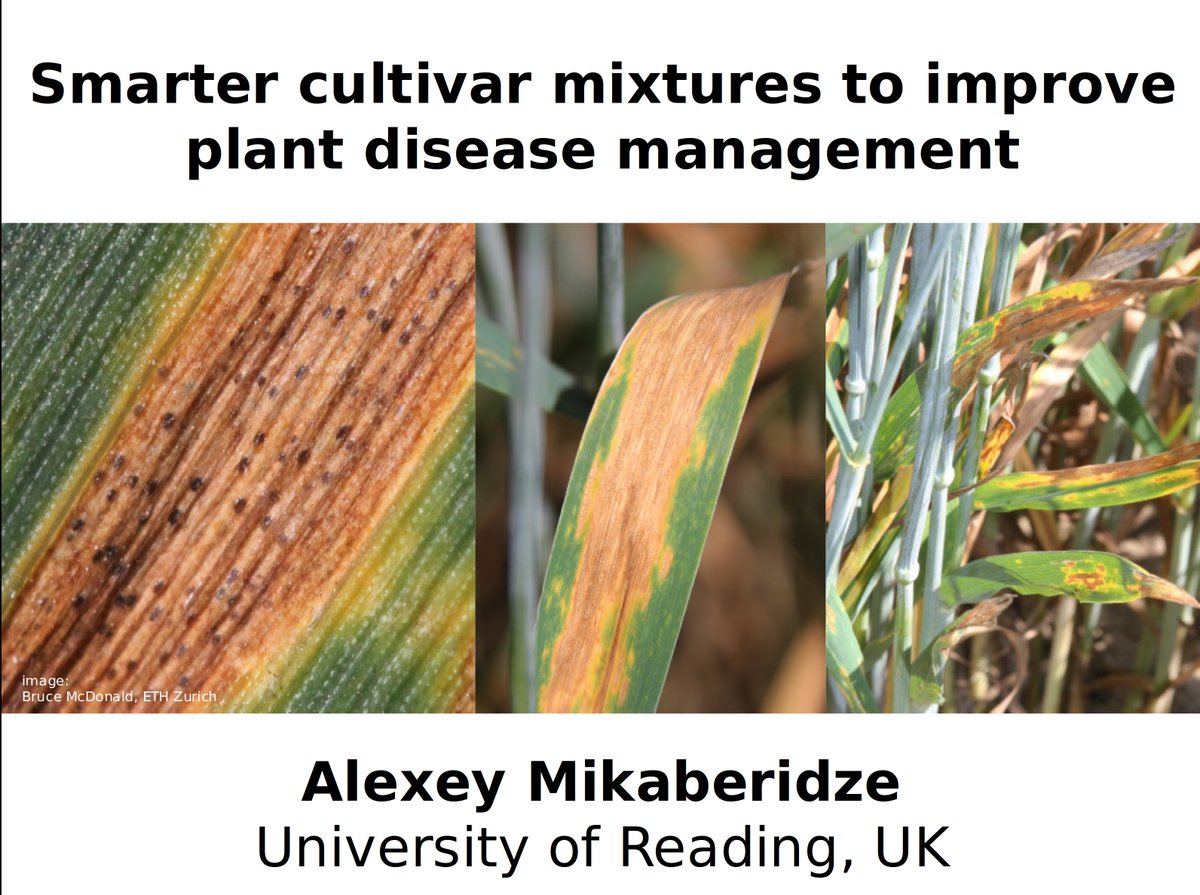 if you are at #ICPP2023 &amp; interested in genetic diversification of crops, come to my talk "Smarter cultivar mixtures to improve plant disease management" C6.7-5 at 12:10 today 24 Aug in Bellecour 2 in session "Mechanistic approach to varietal mixture effects in plant pathogens"