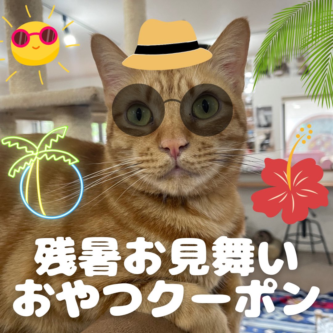 catloaf622's tweet photo. 明日、LINEで猫のおやつクーポン
配布します😊
この機会に猫と仲良くなりましょう🫶
 #保護猫カフェ  #香川県   #おやつ https://t.co/0S2exGIgJJ