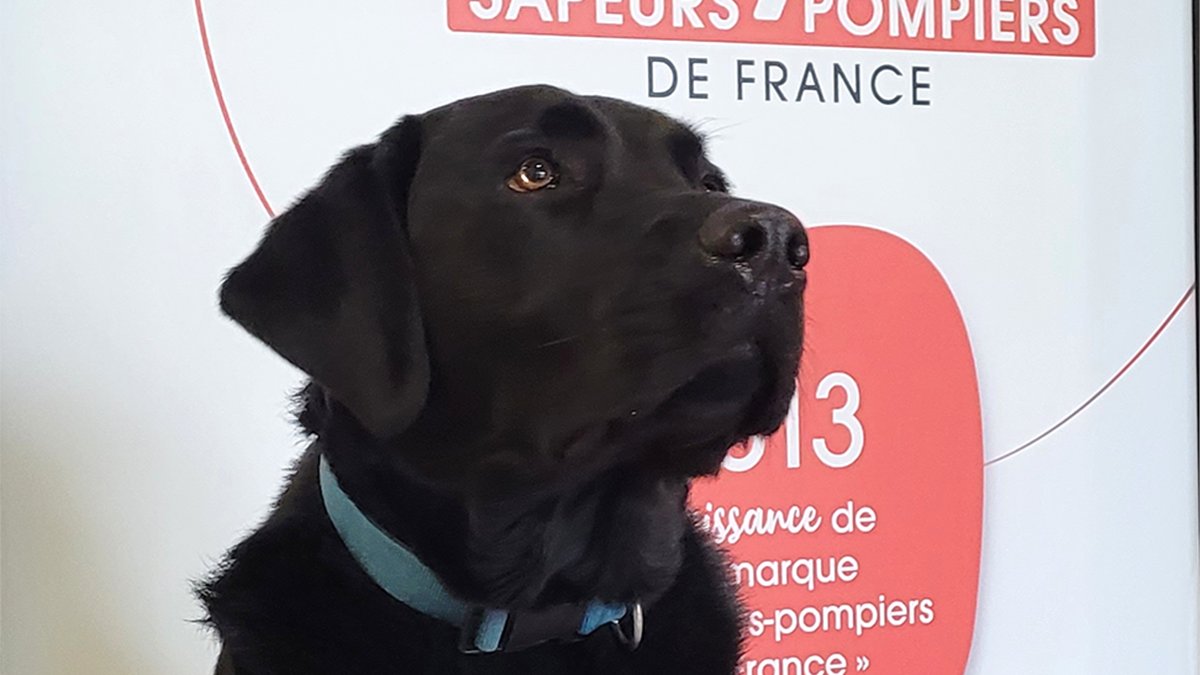 🐕‍🦺ACOLYTE irremplaçable de l’être humain depuis 40 000 ans, le chien est l'illustration de l'altruisme et de l'engagement. Rancho est un des rares chiens d’assistance judiciaire, au service des victimes d’infractions pénales, dont les enfants ❤️. #journeemondialeduchien #pompiers