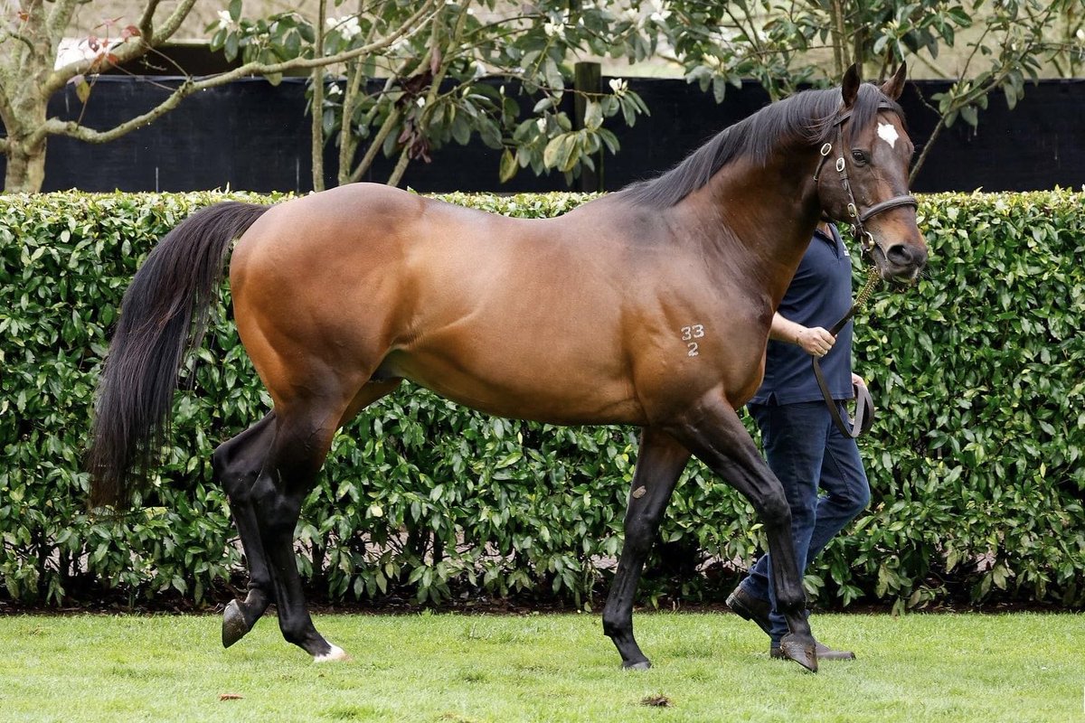Novara_Park's tweet photo. PRESS STATEMENT -A Young Proven stallion with an incredible 73.2% winners to runners ratio from his first two crops!!!!! https://t.co/yLVBfgFR4K