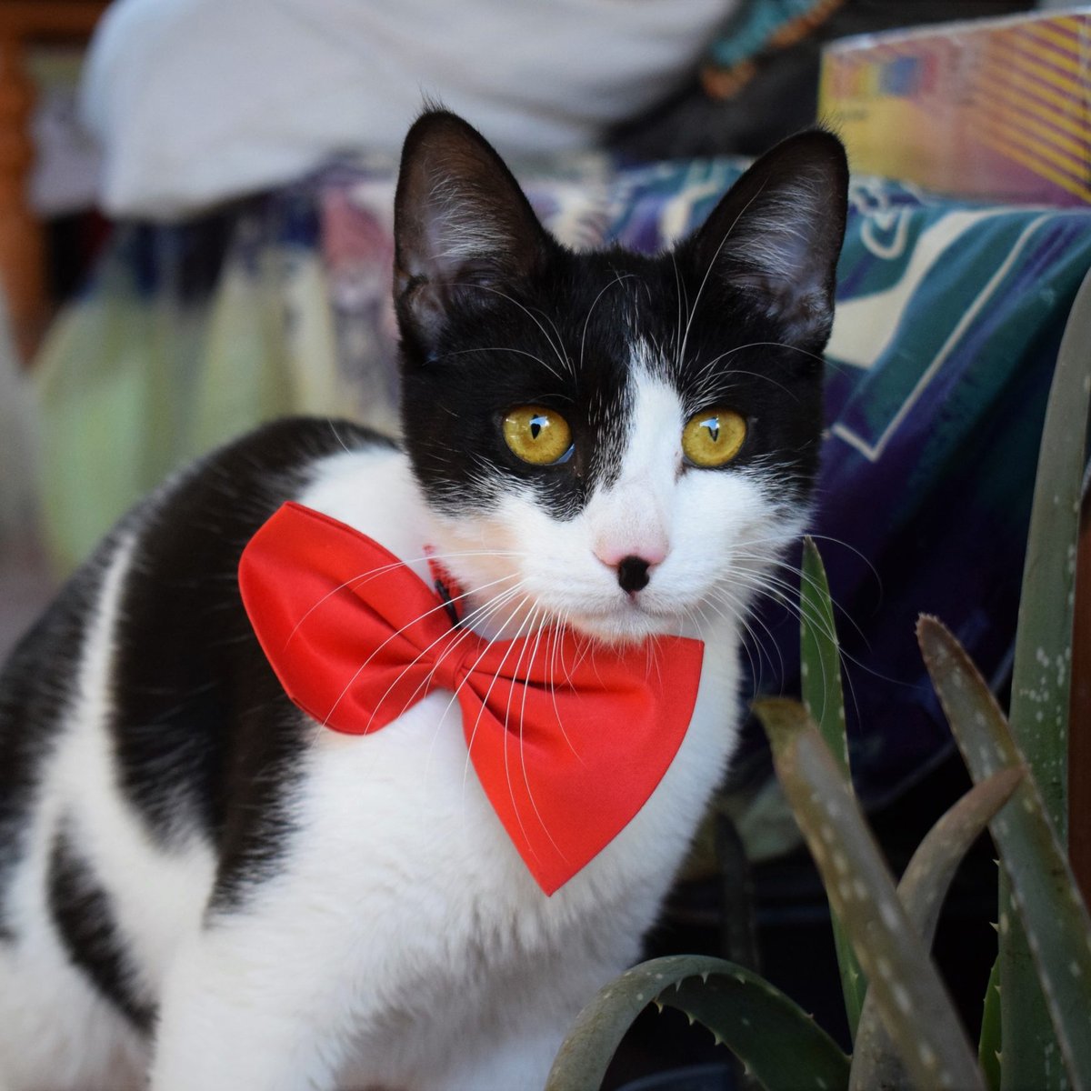 FaunaenCasa's tweet photo. Minnie 🐱 #gatita de 9 meses que fue #abandonada cerca de una gasolinera. Le pusieron de comer y un transportín y sólo maullaba para que la acariciasen.
Es una gatita muy cariñosa, tierna y buenísima con los niños. #Adopta en @gatosabandona2 #Murcia + info https://t.co/ncmXkMLHar https://t.co/W3fHAQylJk