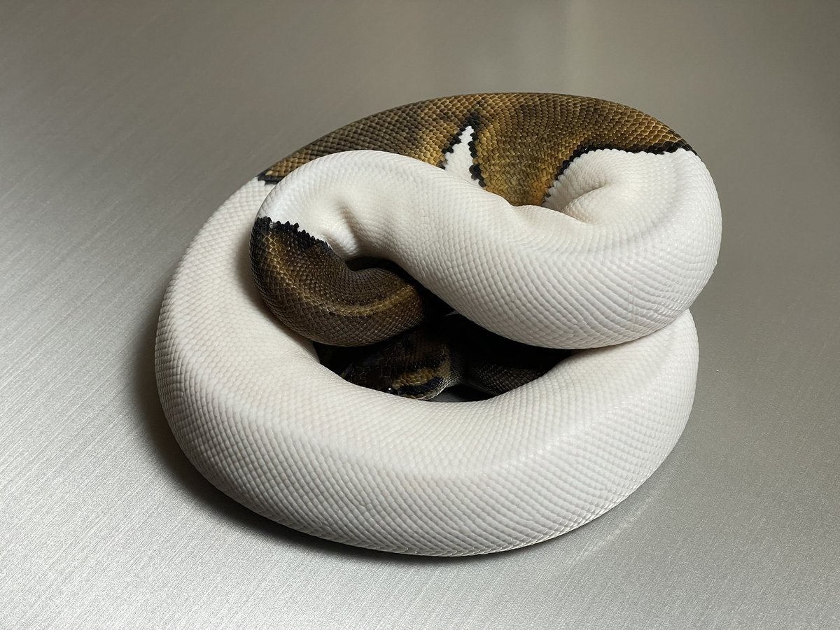 BMMorphsJapan's tweet photo. Mahogany Pied β
#γγΌγ«γγ€γ½γ³
#ballpython
#candyproject
#qualityinqualityout
#sidehustle
#IDGT https://t.co/QWtPJFbSfb