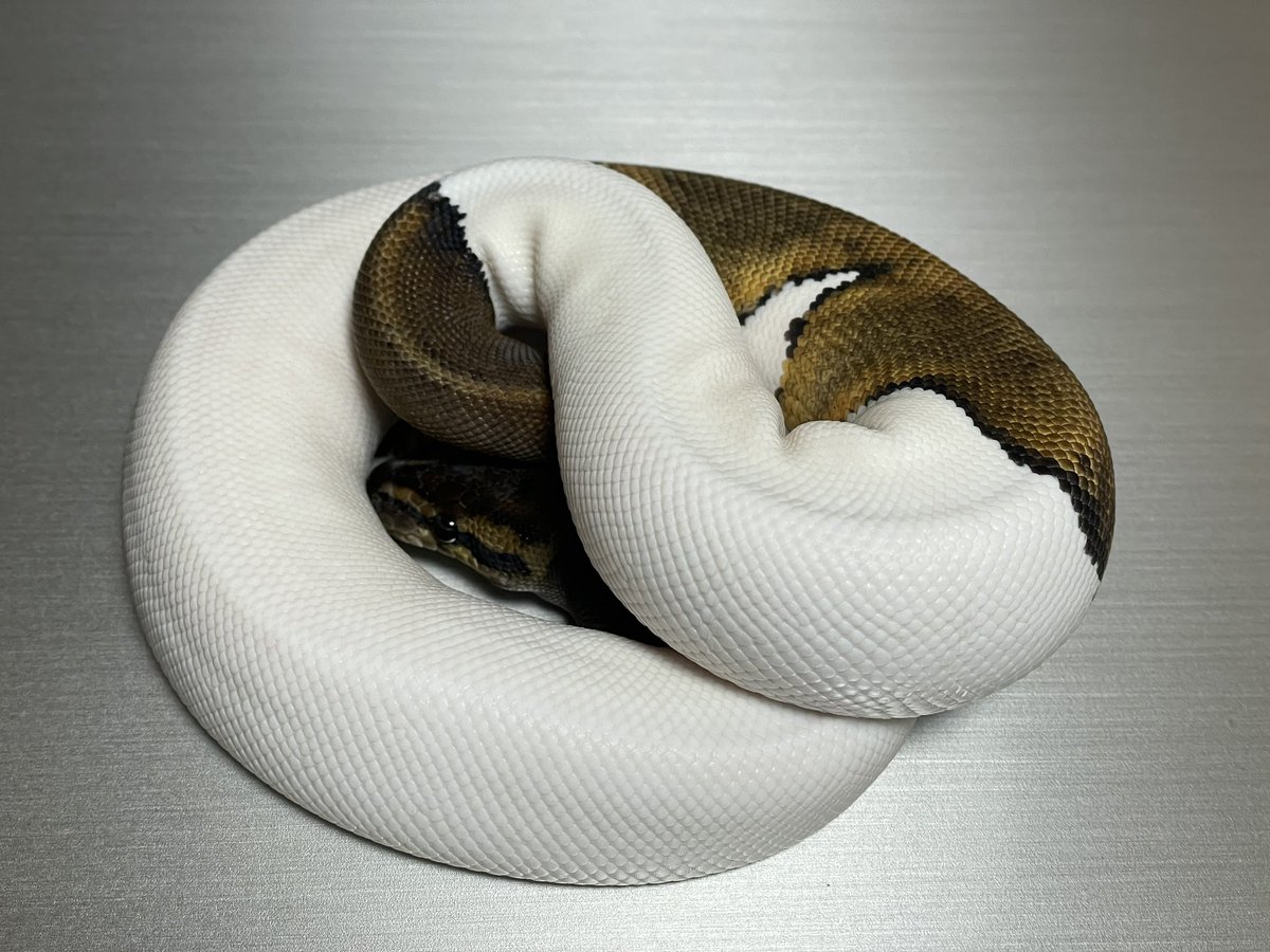 BMMorphsJapan's tweet photo. Mahogany Pied β
#γγΌγ«γγ€γ½γ³
#ballpython
#candyproject
#qualityinqualityout
#sidehustle
#IDGT https://t.co/QWtPJFbSfb