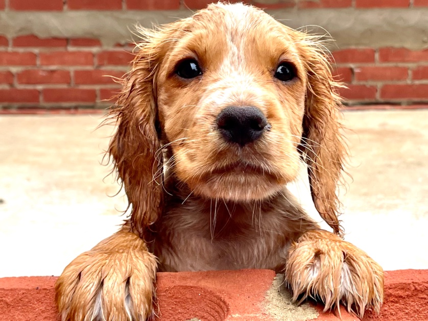 victorthevole's tweet image. I don’t know if I like this stuff called rain ☔️ #loveukweather @metoffice @ChrisPage90 @WeatherAisling @danholley_   #puppylife #firstrain #Betty