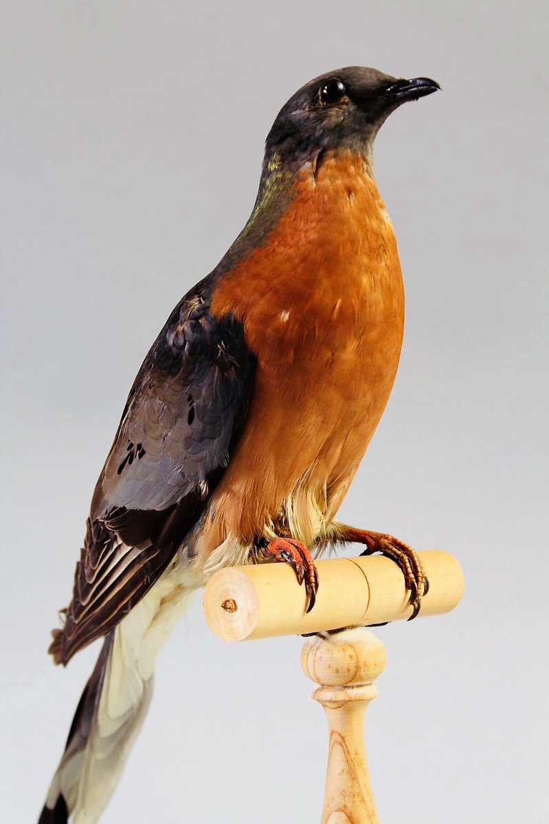 wisbechmuseum's tweet photo. Have you been to see our Wild exhibition yet?
It includes this passenger pigeon taxidermy mount.
Once the most abundant bird species in North America, the passenger pigeon was driven to extinction by humans as a result of excessive hunting and habitat destruction 1/3 https://t.co/8mHlUTp9Fo