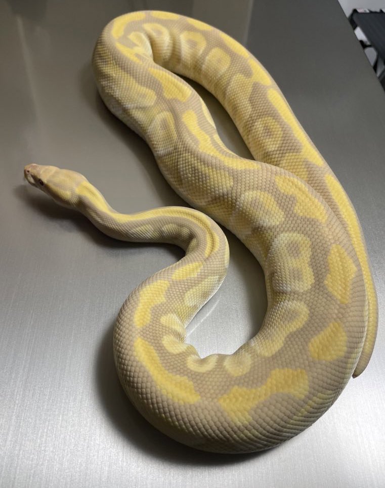 BMMorphsJapan's tweet photo. Mojave Candy/Candino β
#γγΌγ«γγ€γ½γ³
#ballpython
#candyproject
#qualityinqualityout
#sidehustle
#IDGT https://t.co/RY9m49Hy45