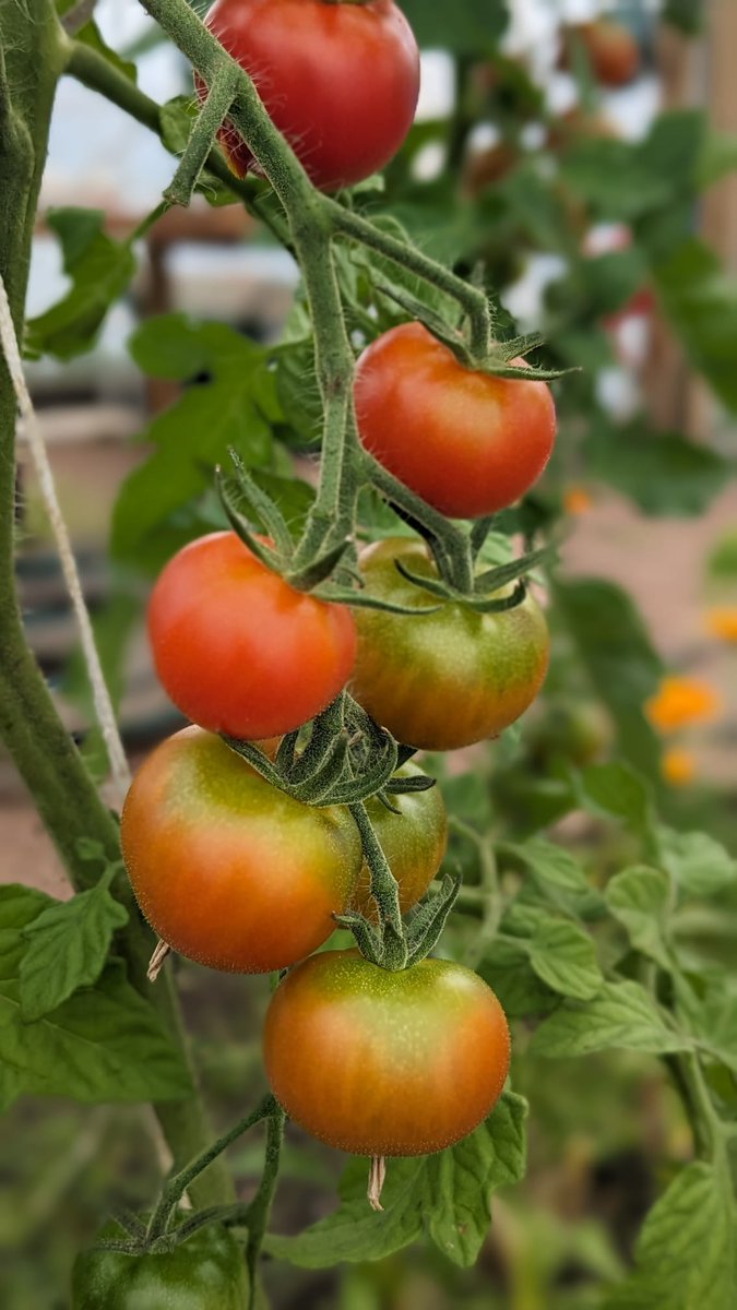 farm_leader's tweet image. P6 farmers loved harvesting their crops on School Farm this week. Lots of chat about what they would cook! #HealthyEating #growingfood @CanalViewPSEdin @P6atCanalView
