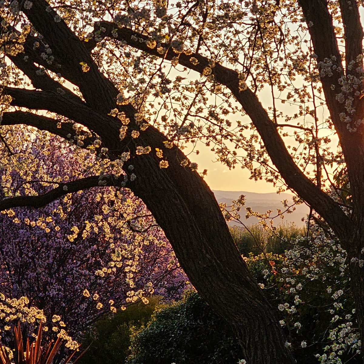 AndySumnerArt's tweet image. Evening everyone 👋🏻

#feelslikespring #canberra