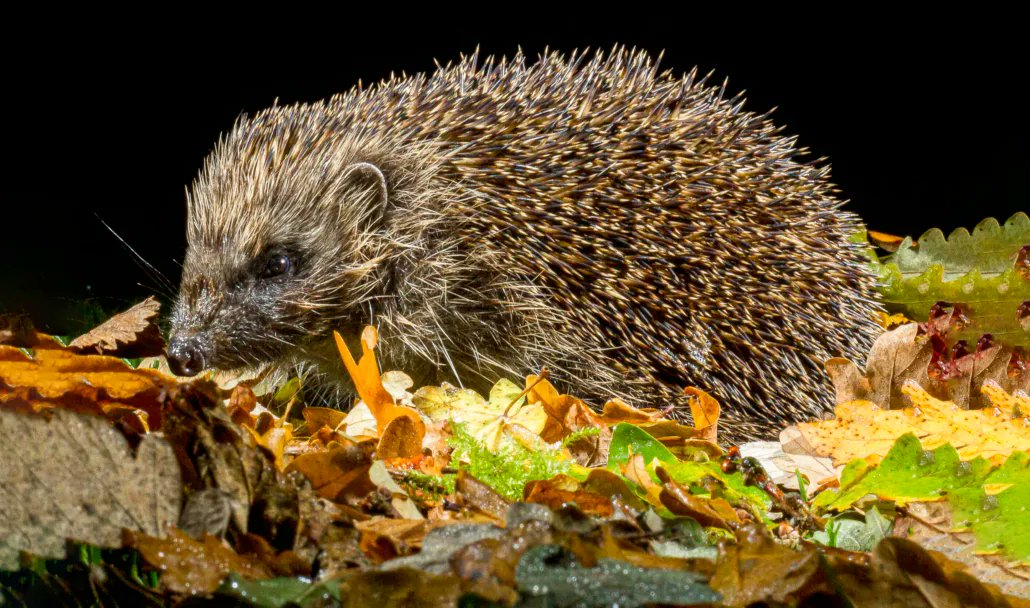📣 We're seeking new trustees!! 📣 

We're looking for two new trustees to join our board &amp; help us in our mission to protect the future of native British #hedgehogs!
🦔
If you have time, &amp; fundraising or compliance experience, we want to hear from you 👇

buff.ly/3KQxiz4