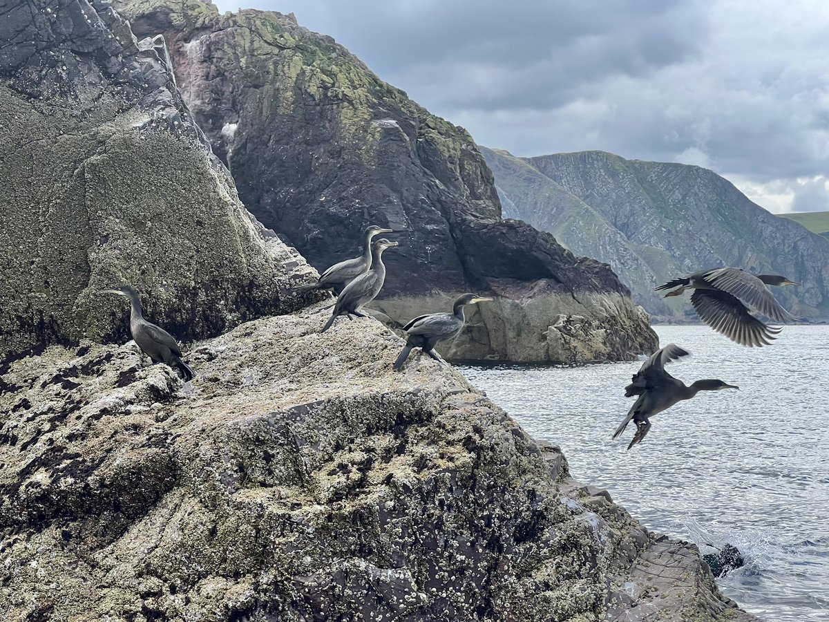 Eyemouth in Scotland has a wild and rugged coastline of volcanic cliffs.

Unchanged for generations it it’s the perfect breeding ground for sea birds like these Cormorants taking off from the cliffs.

#Eyemouth #Scotland #Wild #Sea #Cliffs