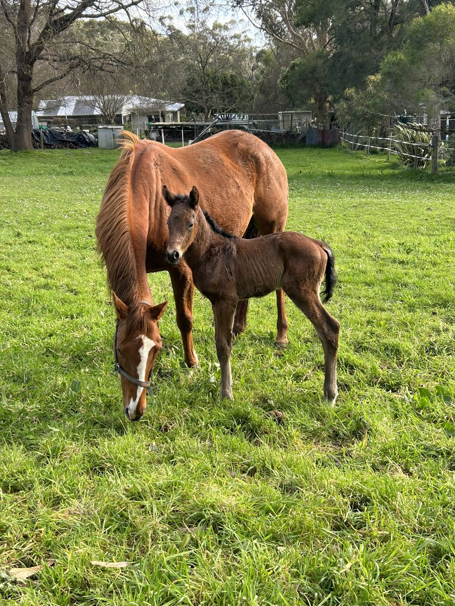 Juniorfarmer_23's tweet photo. Very happy with our Royal meeting colt born this morning. @LenevaP @TheSharkTweet @vetizzo @amrylance13 https://t.co/0iwqbT8r0X