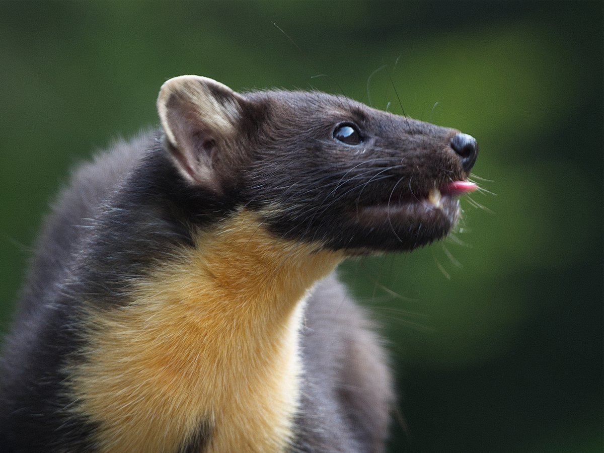 Naturetrek tweet media