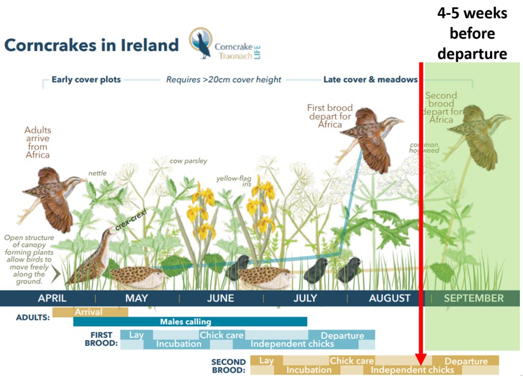 It's still a crucial time.

Corncrakes have NOT left the building.

The second brood chicks and females are very much still here.

The success of the 'late batch' can be a huge factor in next years population levels.

Wildlife friendly mowing is now more important than ever.