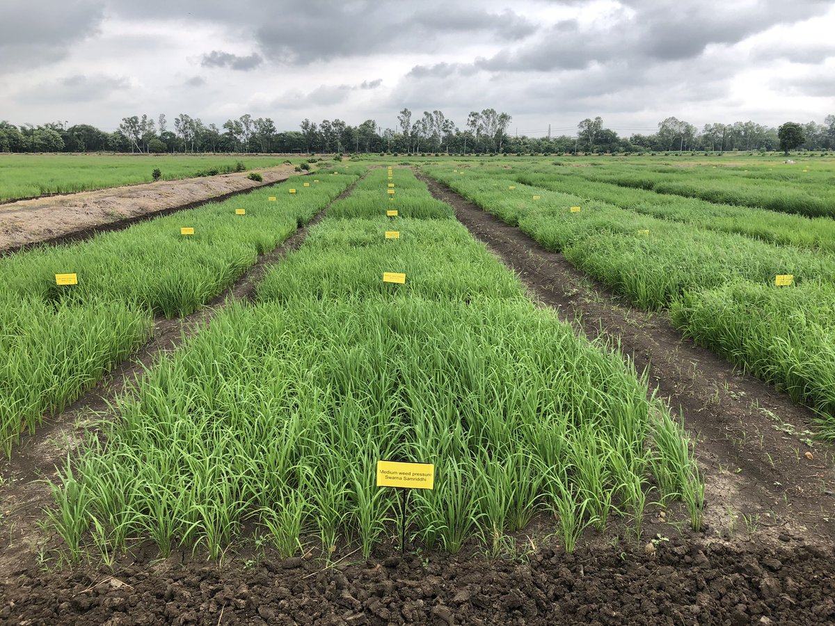 Ravi Gopal Singh (@rgosingh) on Twitter photo The MD <a href="/BISA__India/">Borlaug Institute for South Asia</a> <a href="/Arunkum81057931/">Arun kumar joshi</a> visited the experimental station of ICAR-directorate of Weed Science Research in Jabalpur. Interacted with scientists on different aspects of weed management of different crops. The MD <a href="/BISA__India/">Borlaug Institute for South Asia</a> <a href="/Arunkum81057931/">Arun kumar joshi</a> visited the experimental station of ICAR-directorate of Weed Science Research in Jabalpur. Interacted with scientists on different aspects of weed management of different crops.