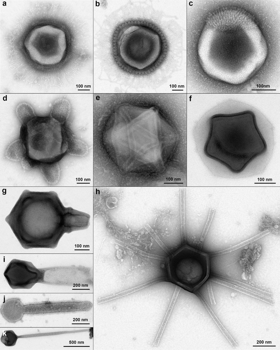 Scoperti in America virus giganti dalle forme incredibili focus.it/scienza/scienz…