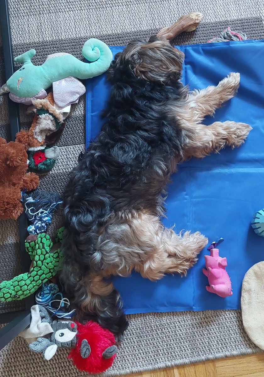 DerBishop17's tweet image. Ich habe ein &quot;bißchen&quot; mit Fred gespielt. #dogcontent