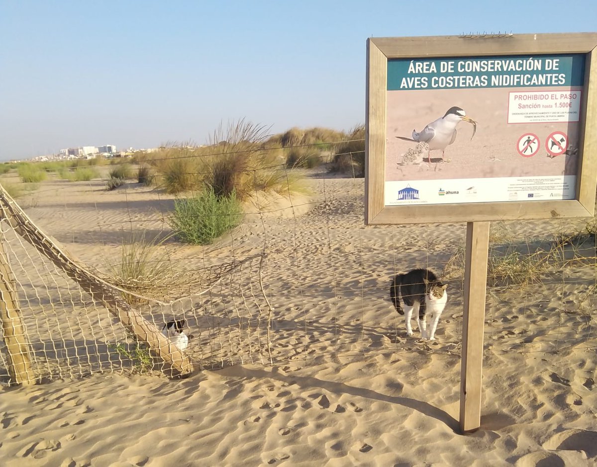 Miguel Clavero (@chikichanka) on Twitter photo En Punta Umbría, Huelva, se protege a los charrancitos y otras aves no permitiendo la entrada de personas y sus perros a los lugares de nidificación
Pero sí entran los gatos a los que otras personas dan de comer, claro
<a href="/SergioGaTorres/">Sergio Torres 🇪🇭 🔻🐈</a> <a href="/OctavioPLuzardo/">Octavio Pérez Luzardo</a>, de parte de <a href="/BIOEAF/">Eneko Arrondo</a> En Punta Umbría, Huelva, se protege a los charrancitos y otras aves no permitiendo la entrada de personas y sus perros a los lugares de nidificación
Pero sí entran los gatos a los que otras personas dan de comer, claro
<a href="/SergioGaTorres/">Sergio Torres 🇪🇭 🔻🐈</a> <a href="/OctavioPLuzardo/">Octavio Pérez Luzardo</a>, de parte de <a href="/BIOEAF/">Eneko Arrondo</a>